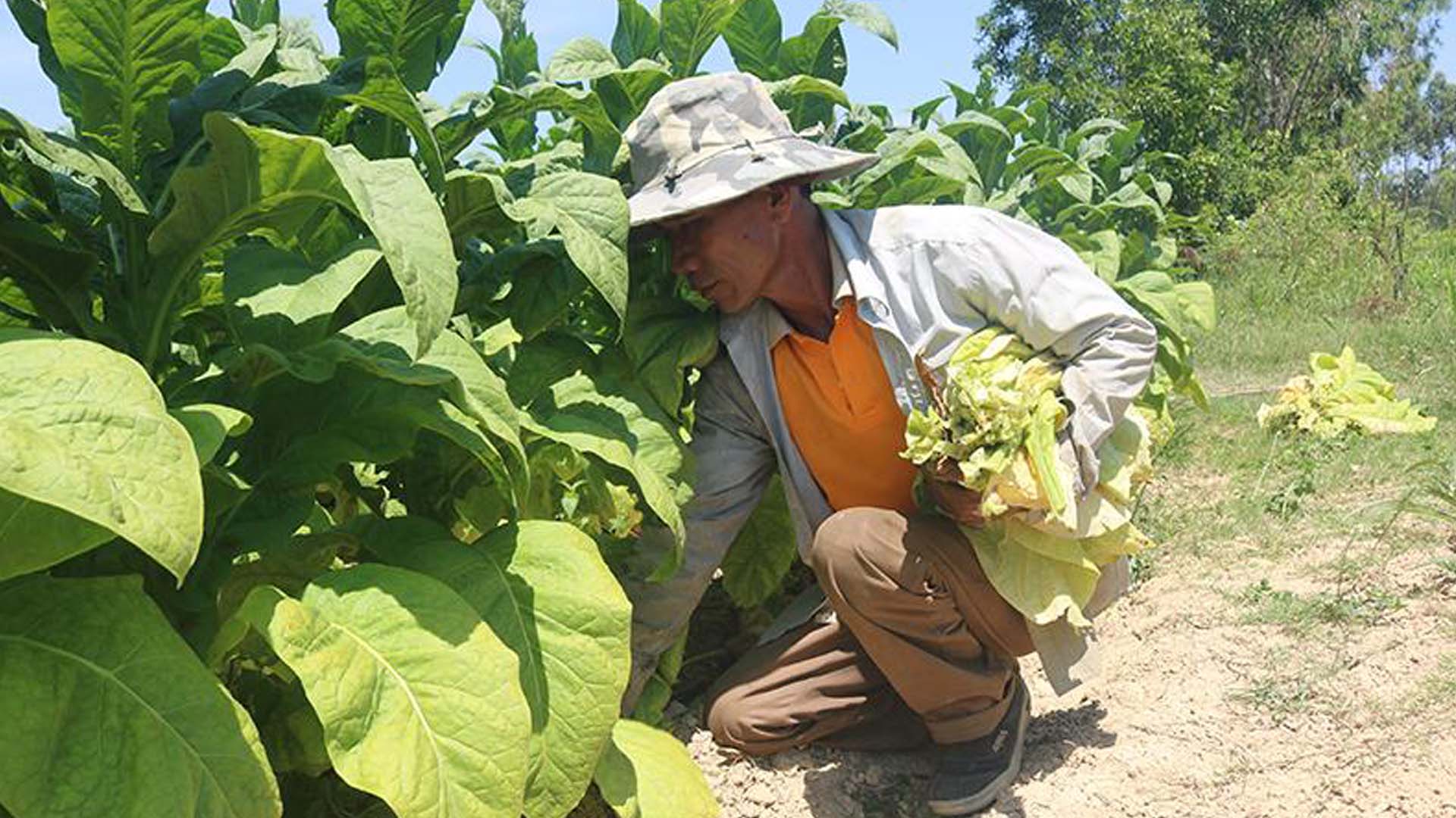 Đắk Lắk: Nông dân Krông Bông được mùa thuốc lá
