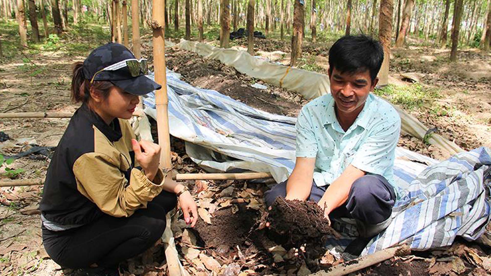 Đắk Lắk: Lợi ích từ nuôi trùn quế dưới tán cao su