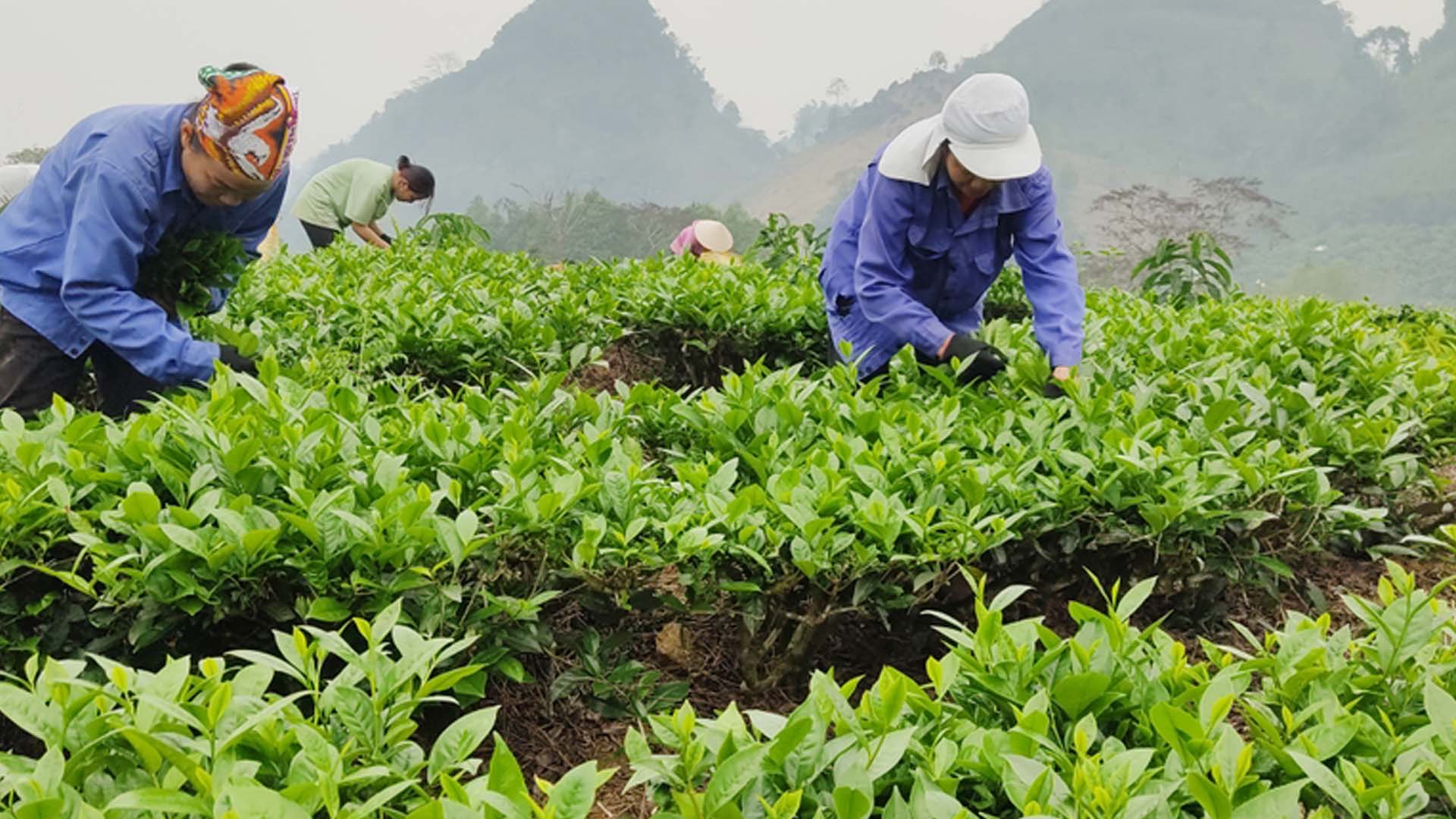 Lào Cai: Nông dân thu hơn 24 tỷ đồng từ chè xuân
