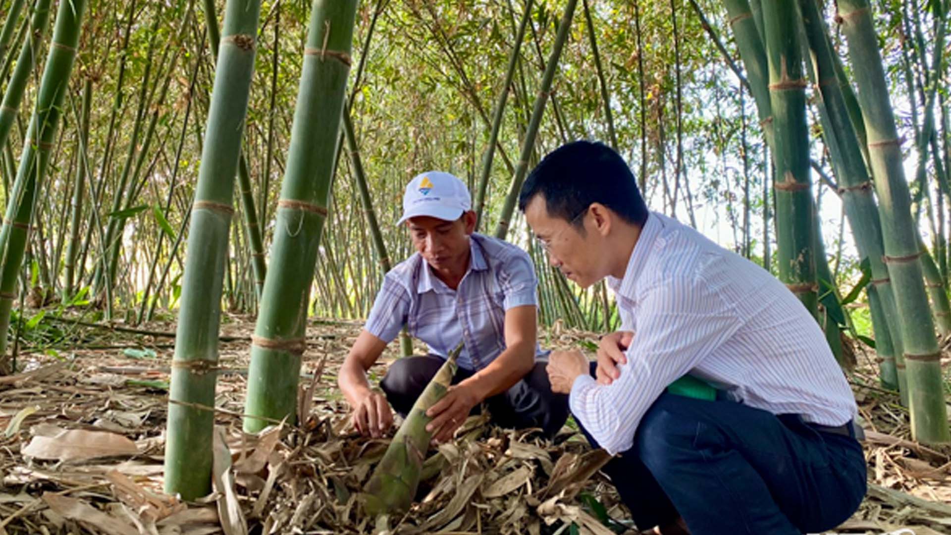 Ninh Thuận: Trồng tre lấy măng, hướng đi mới trong phát triển kinh tế