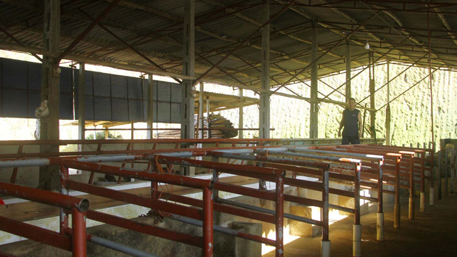 Thái Nguyên: Người nuôi bò BBB 'treo chuồng' vì giá bán giảm