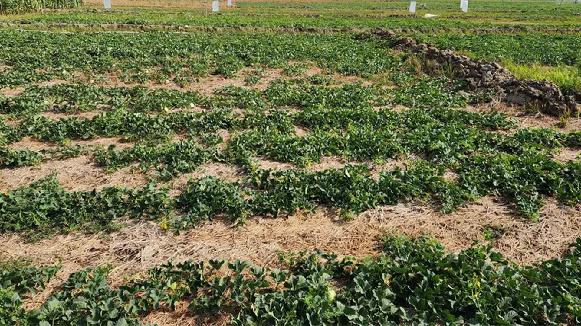 Kiên Giang: Tăng thu nhập từ mô hình trồng dưa lê luân canh trên đất lúa