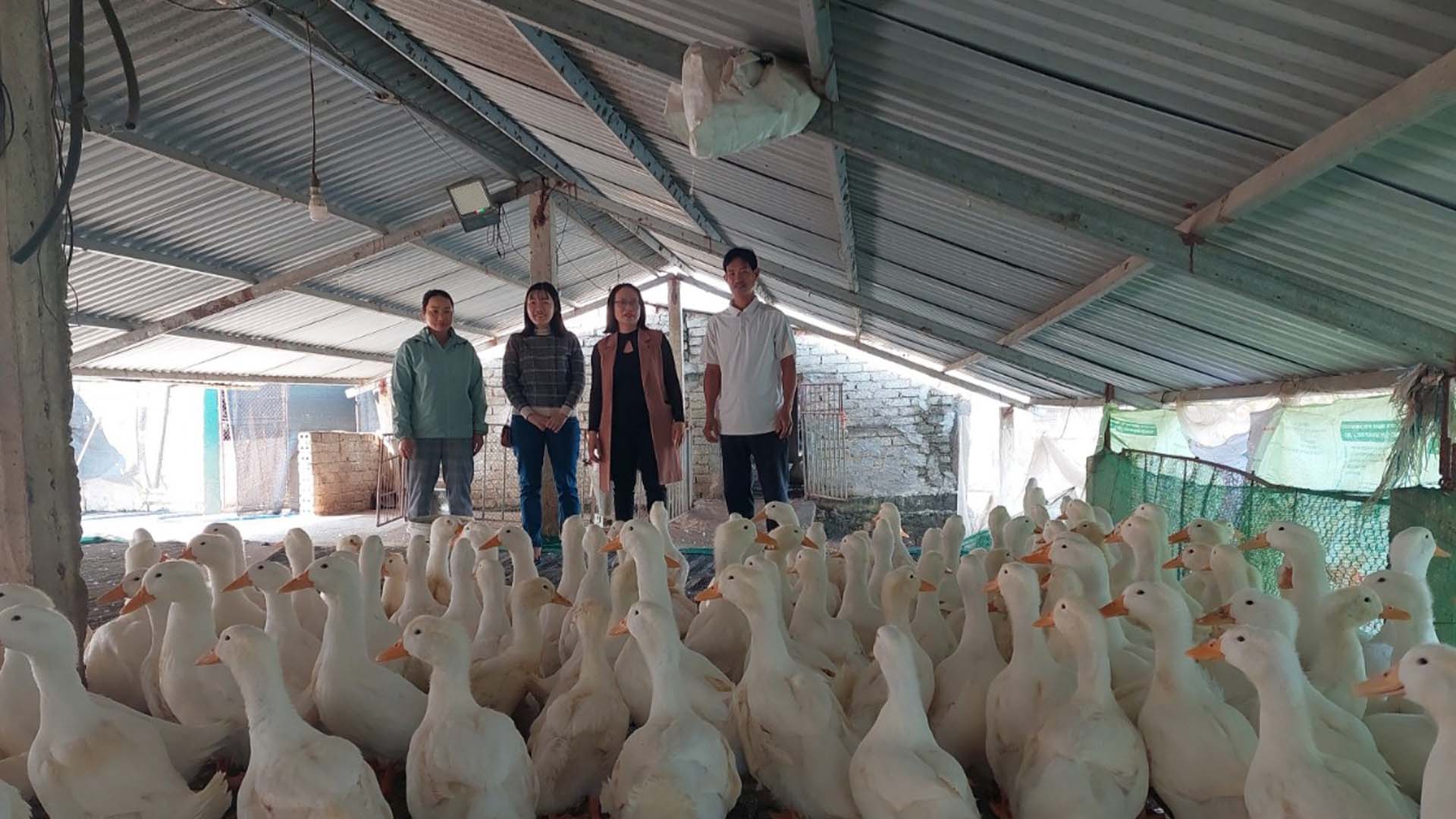 Nghệ An: Hiệu quả từ mô hình nuôi vịt super đại xuyên tại huyện Yên Thành