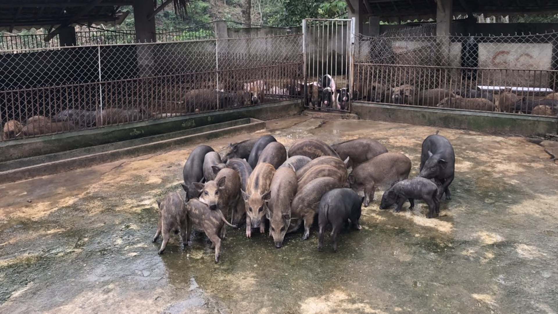 Lào Cai: Quản lý cộng đồng trong chăn nuôi lợn bản địa an toàn dịch bệnh