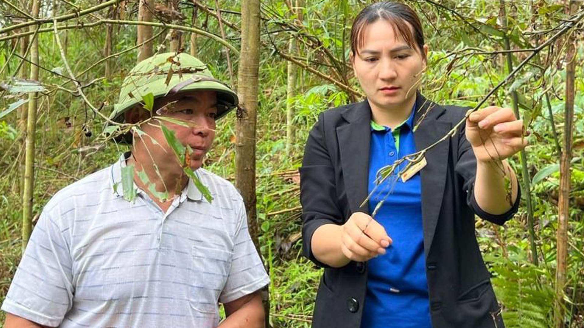 Lào Cai: Triển khai các biện pháp phòng trừ sâu bệnh hại trên cây quế