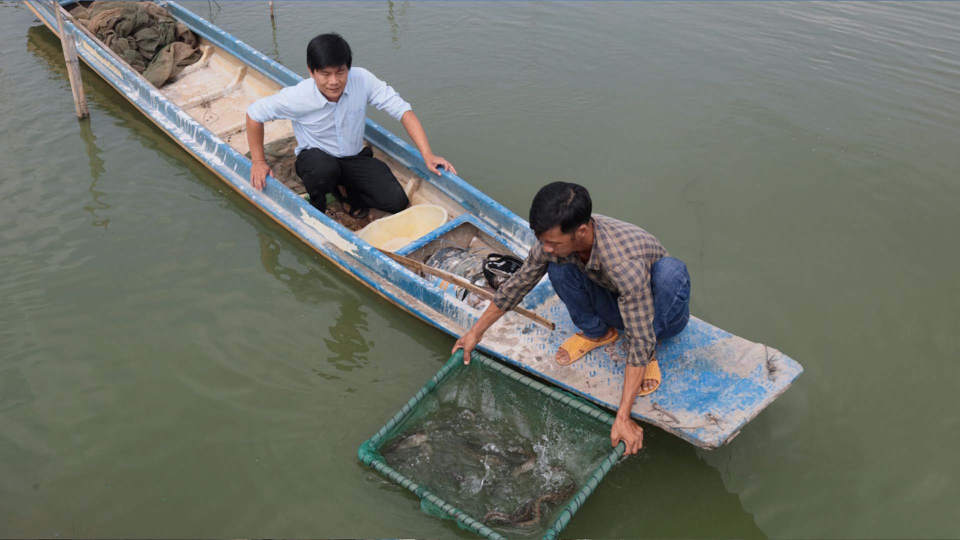 Tây Ninh: Triển vọng mô hình nuôi cá chạch lấu thương phẩm