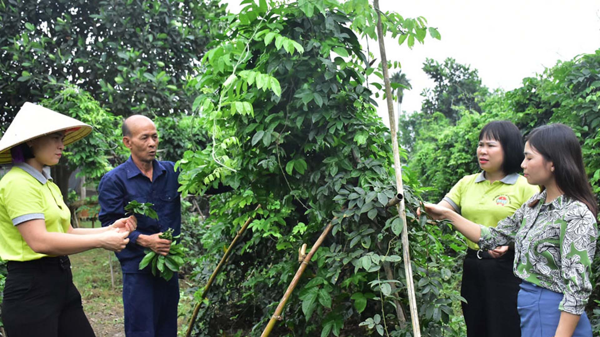 Thái Nguyên: Nuôi hươu kết hợp trồng sâm nam cho hiệu quả cao