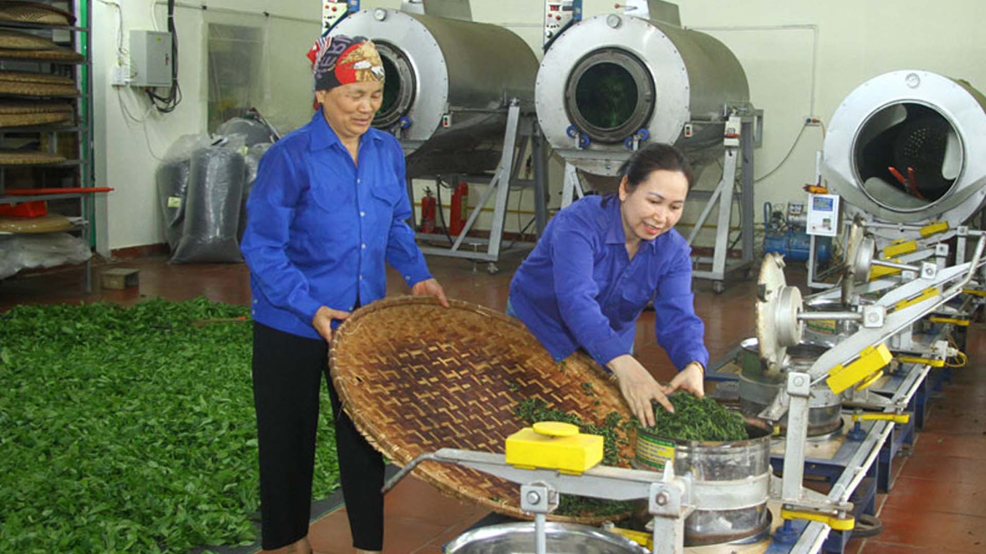 Thái Nguyên: Đa dạng hóa, nâng tầm sản phẩm từ cây chè