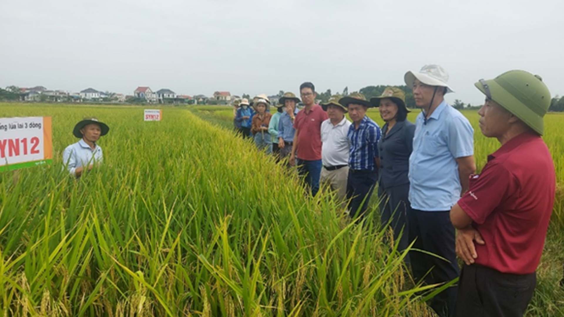Nghệ An: Giống cây trồng quyết định tăng giá trị sản xuất nông nghiệp