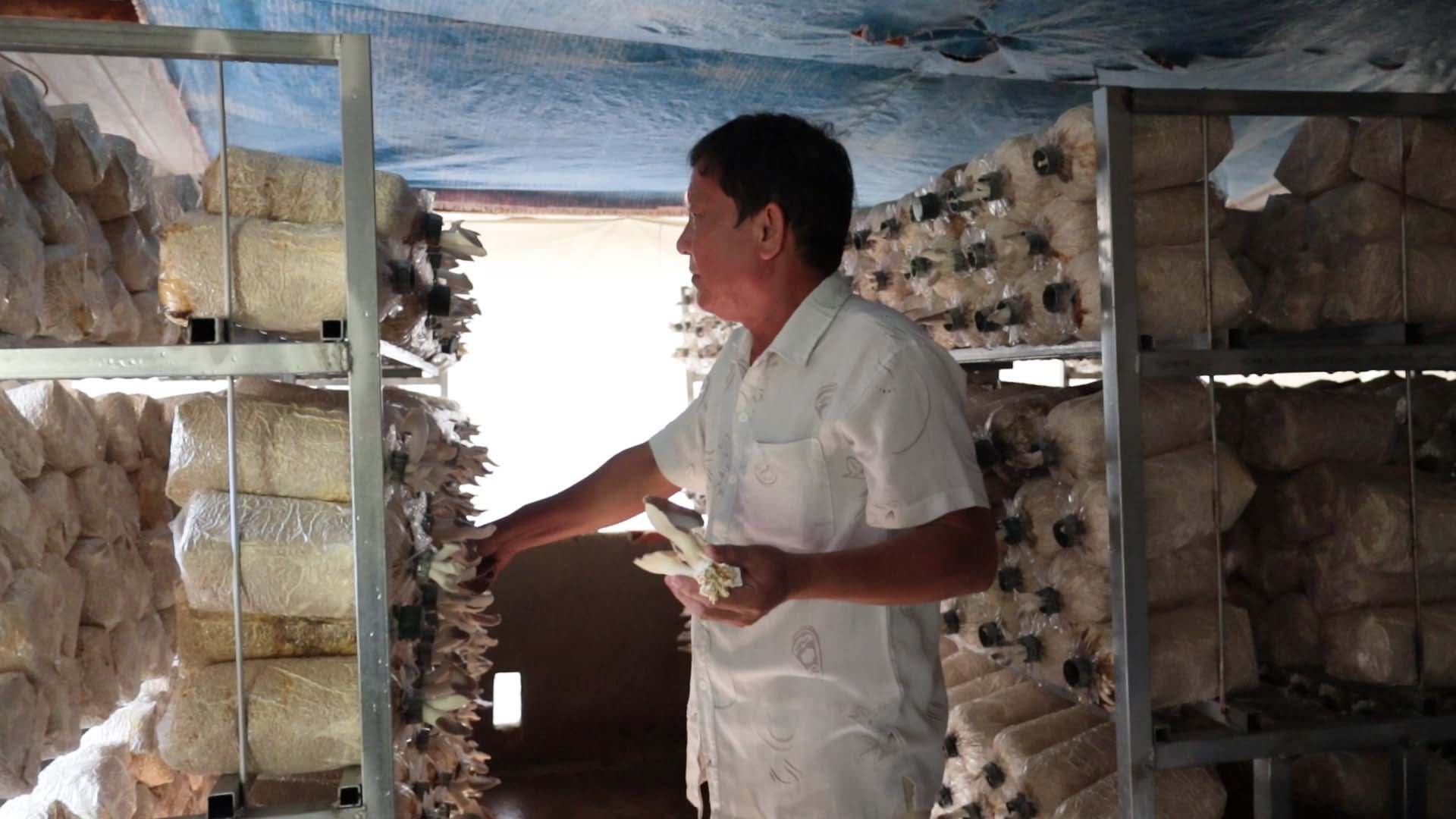 Tây Ninh: Nông dân xã Lợi Thuận trồng nấm bào ngư cho thu nhập ổn định