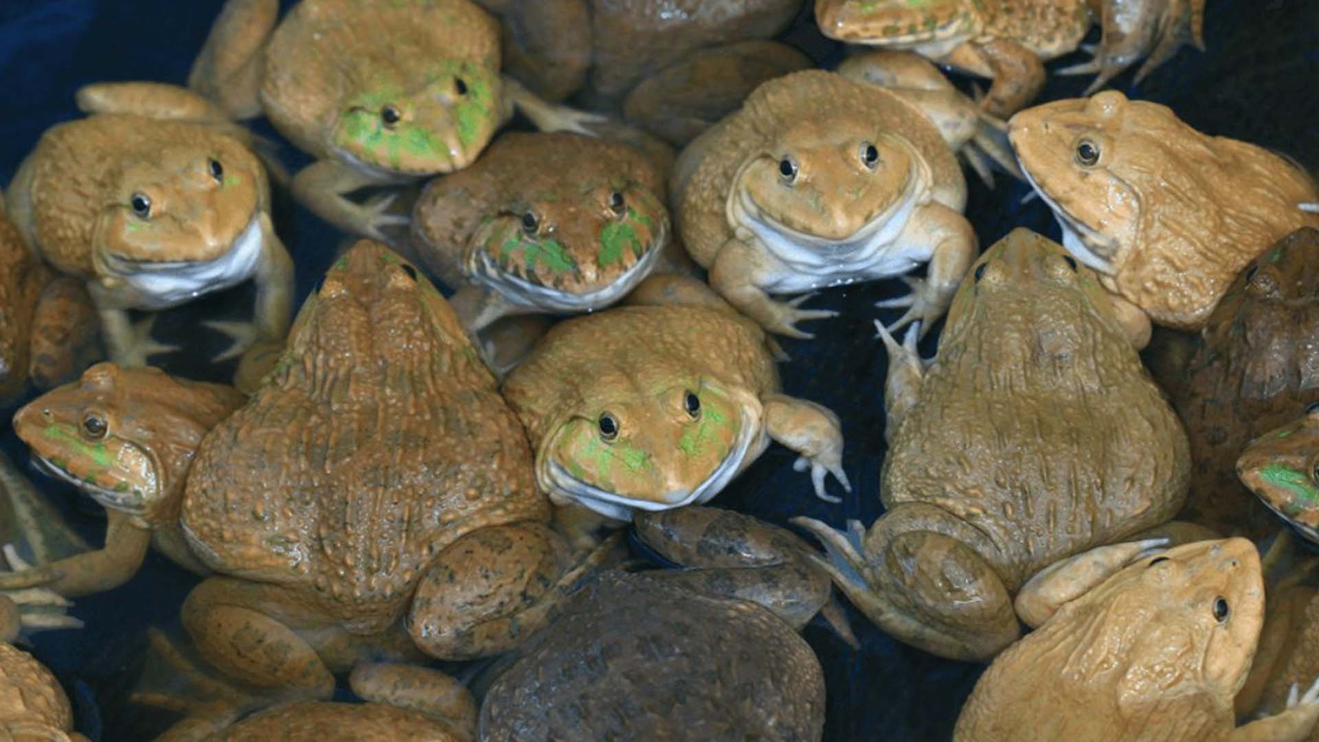 Kỹ thuật nuôi ếch trong bể xi măng cho người mới bắt đầu