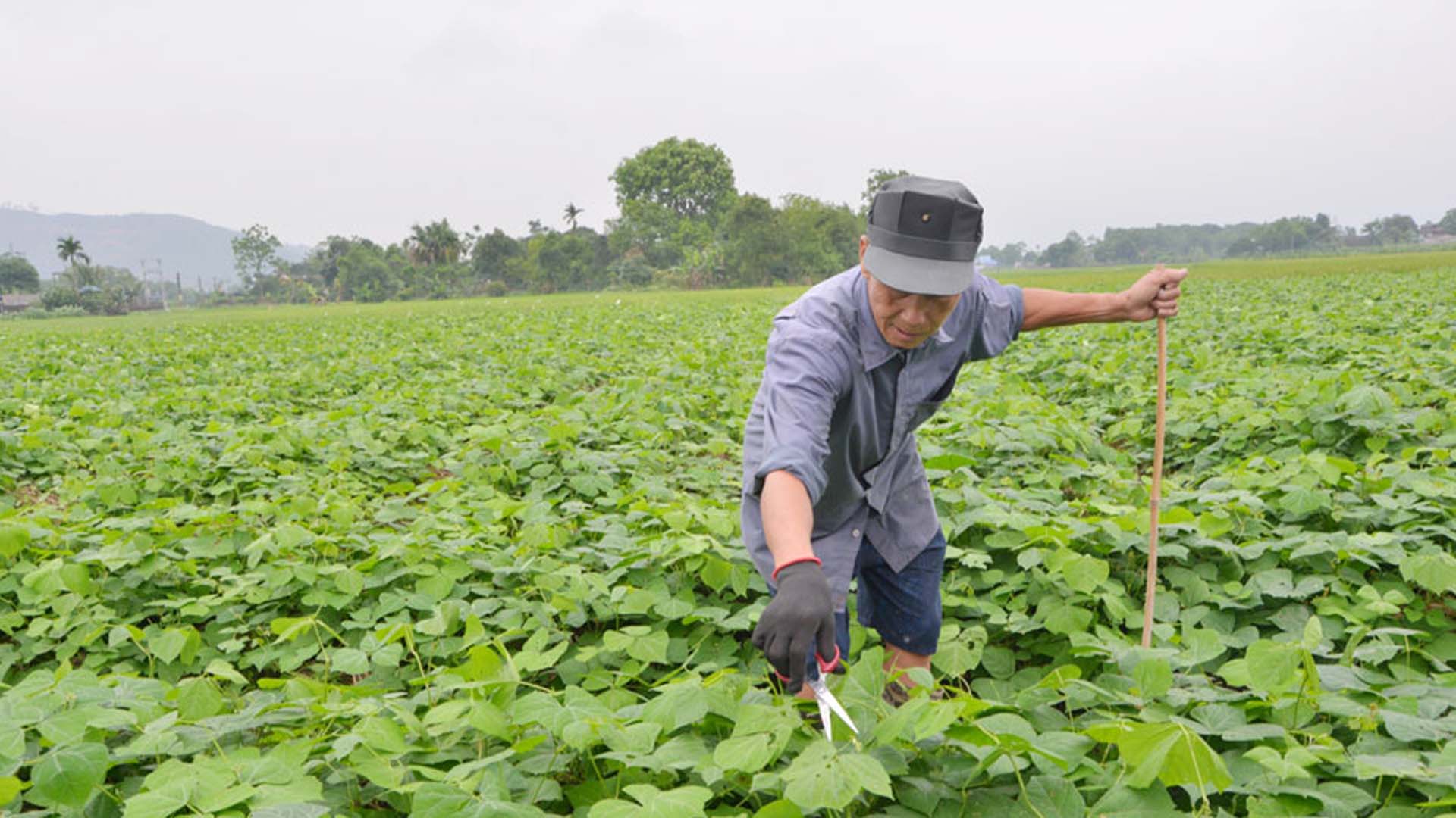 Thái Nguyên: Ký Phú phát triển mạnh cây rau màu