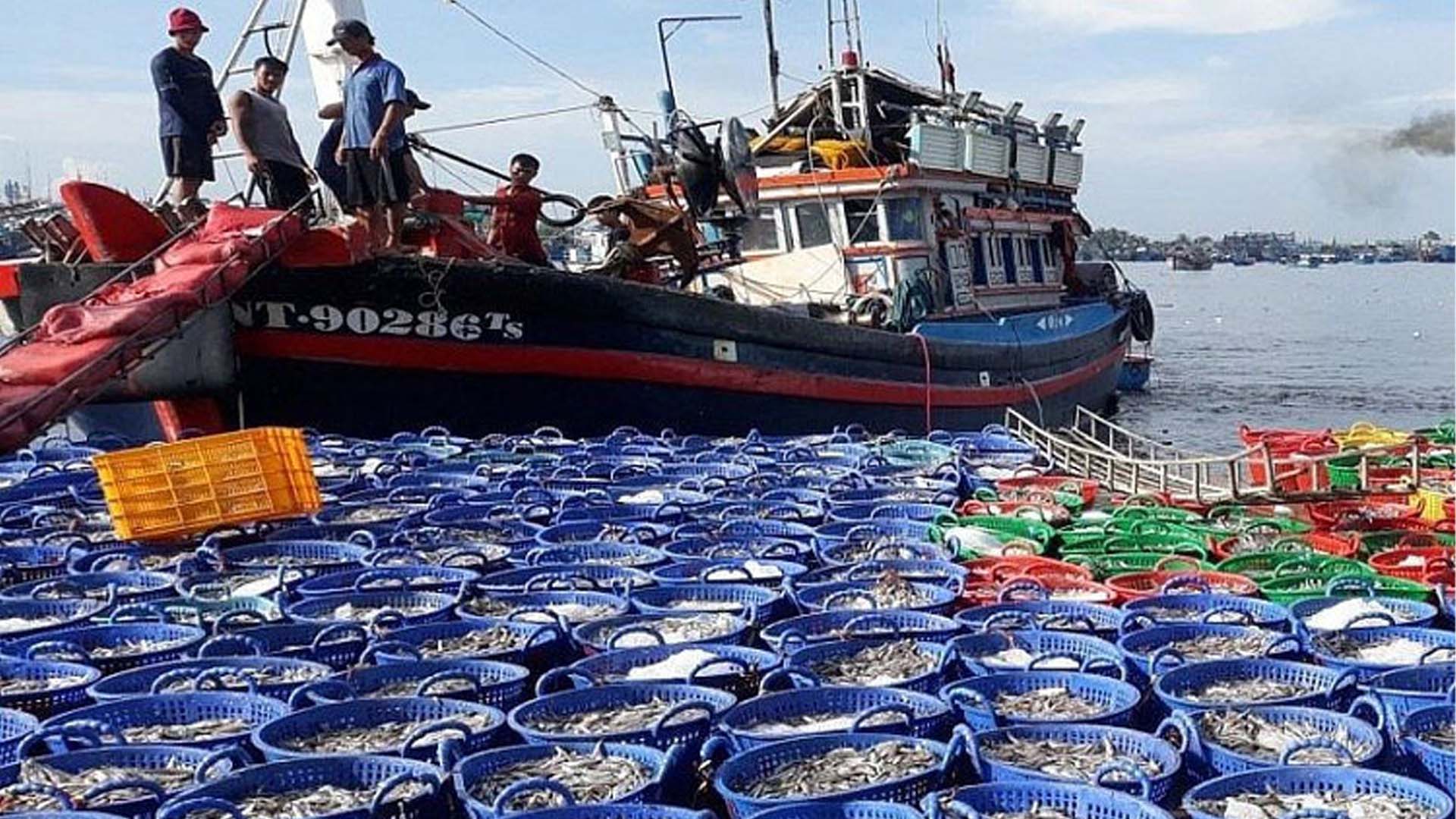 Ninh Thuận: Ngư dân huyện Ninh Hải vào vụ cá Nam