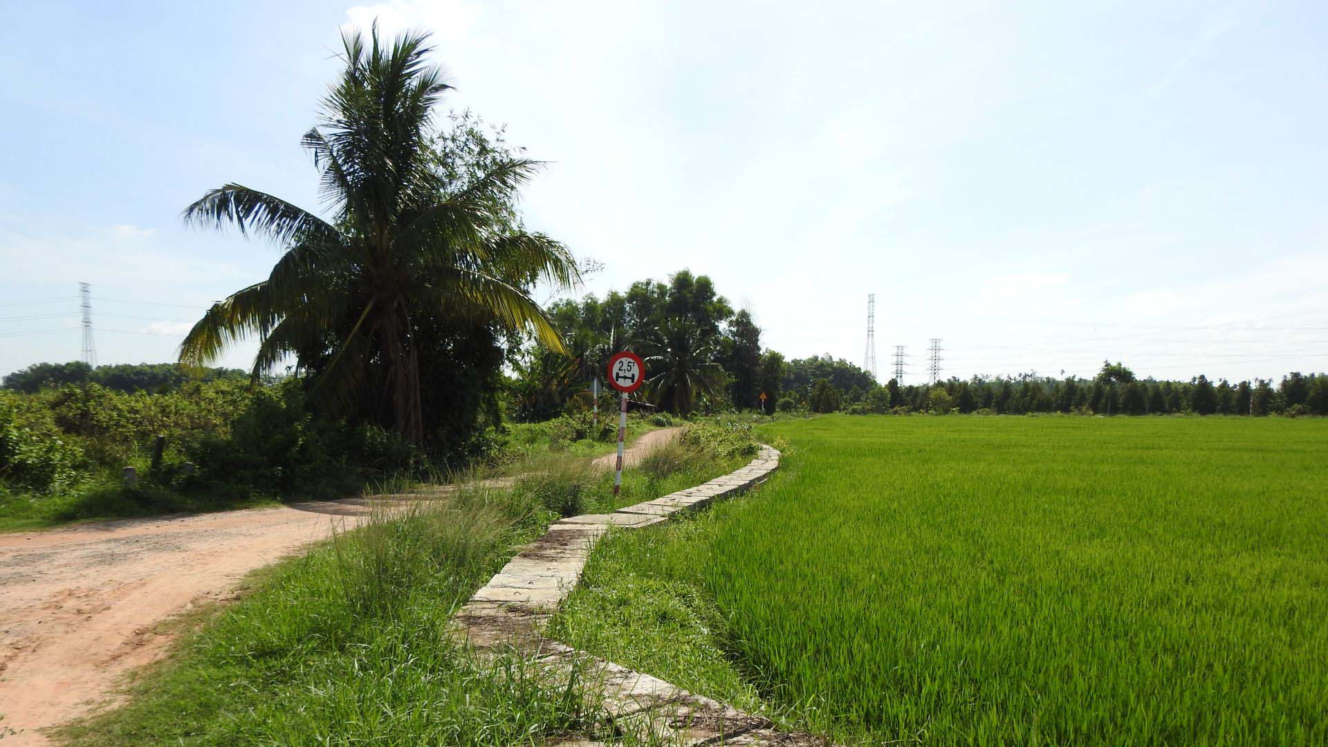 Tây Ninh: Cánh đồng bàu Thâm Vô đã hồi sinh