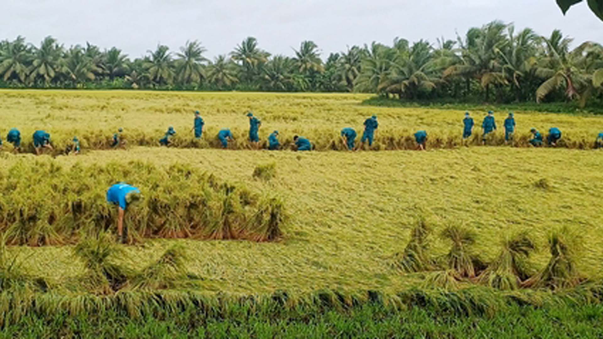 Vĩnh Long: Mưa lớn làm hơn 1.500ha lúa đổ ngã