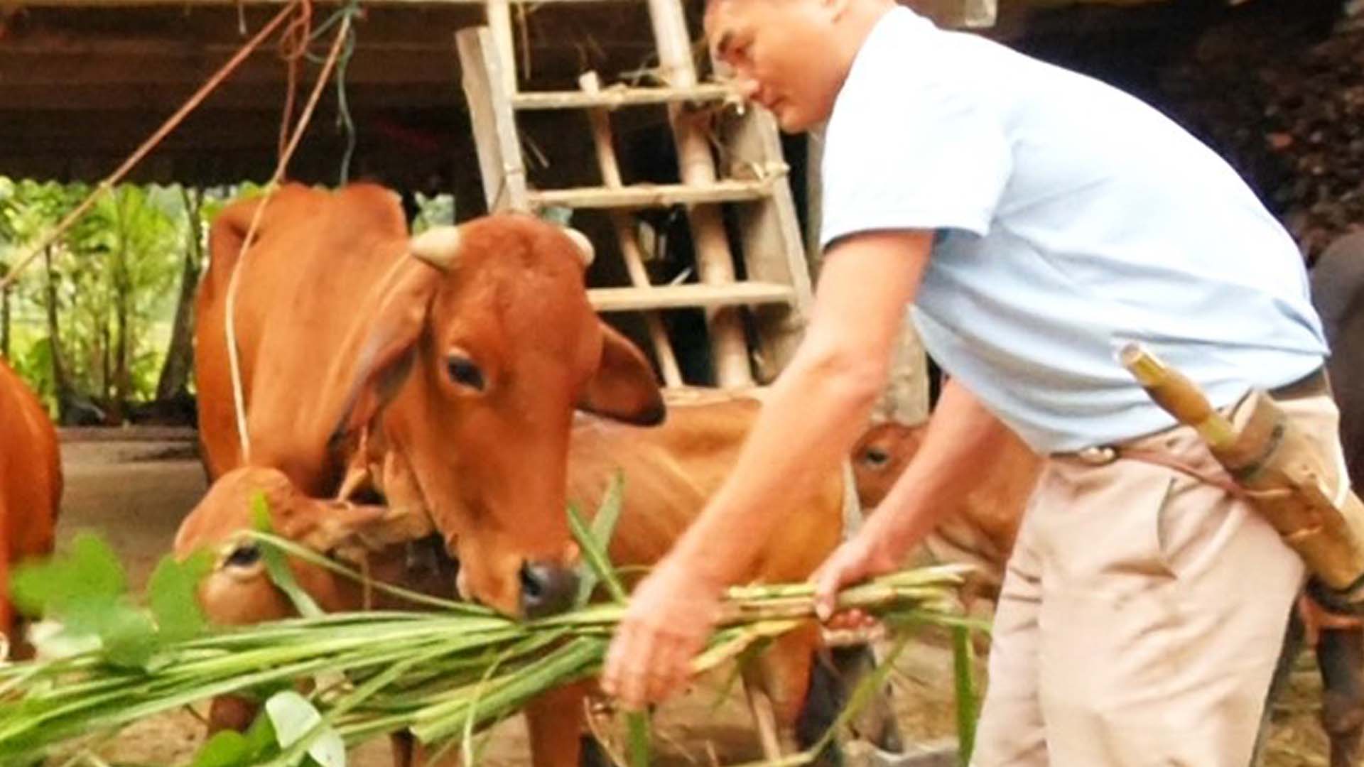 Thanh Hóa: Thoát nghèo nhờ trồng rừng kết hợp chăn nuôi