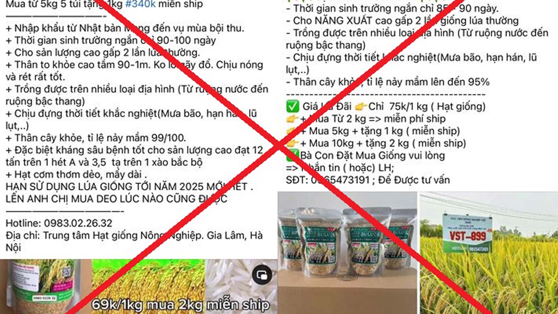 Thái Bình: Bắt và khởi tố nhóm &quot;tác giả&quot; lừa đảo bán giống lúa Nhật siêu năng suất VST-899