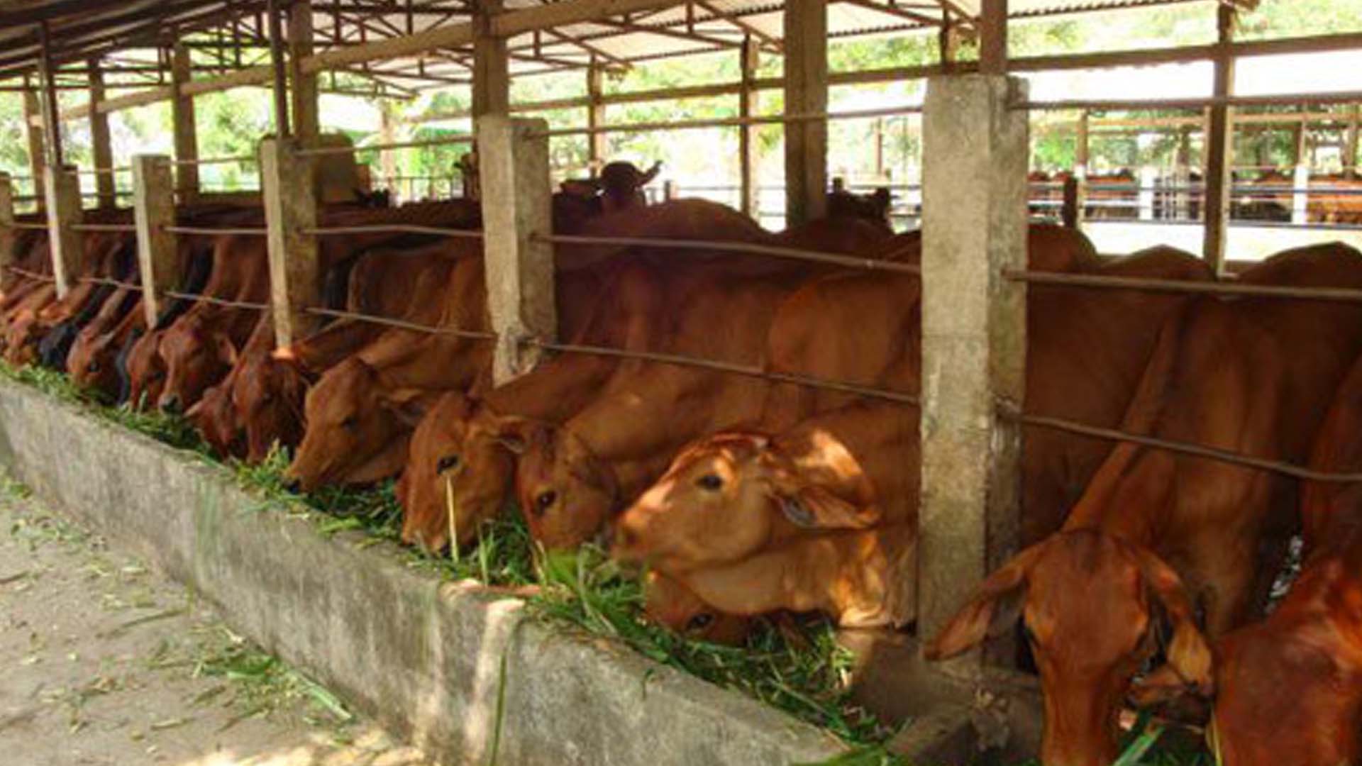 Lâm Đồng: Gần 2,8 tỷ đồng chăn nuôi bò lai sind ở Lâm Hà