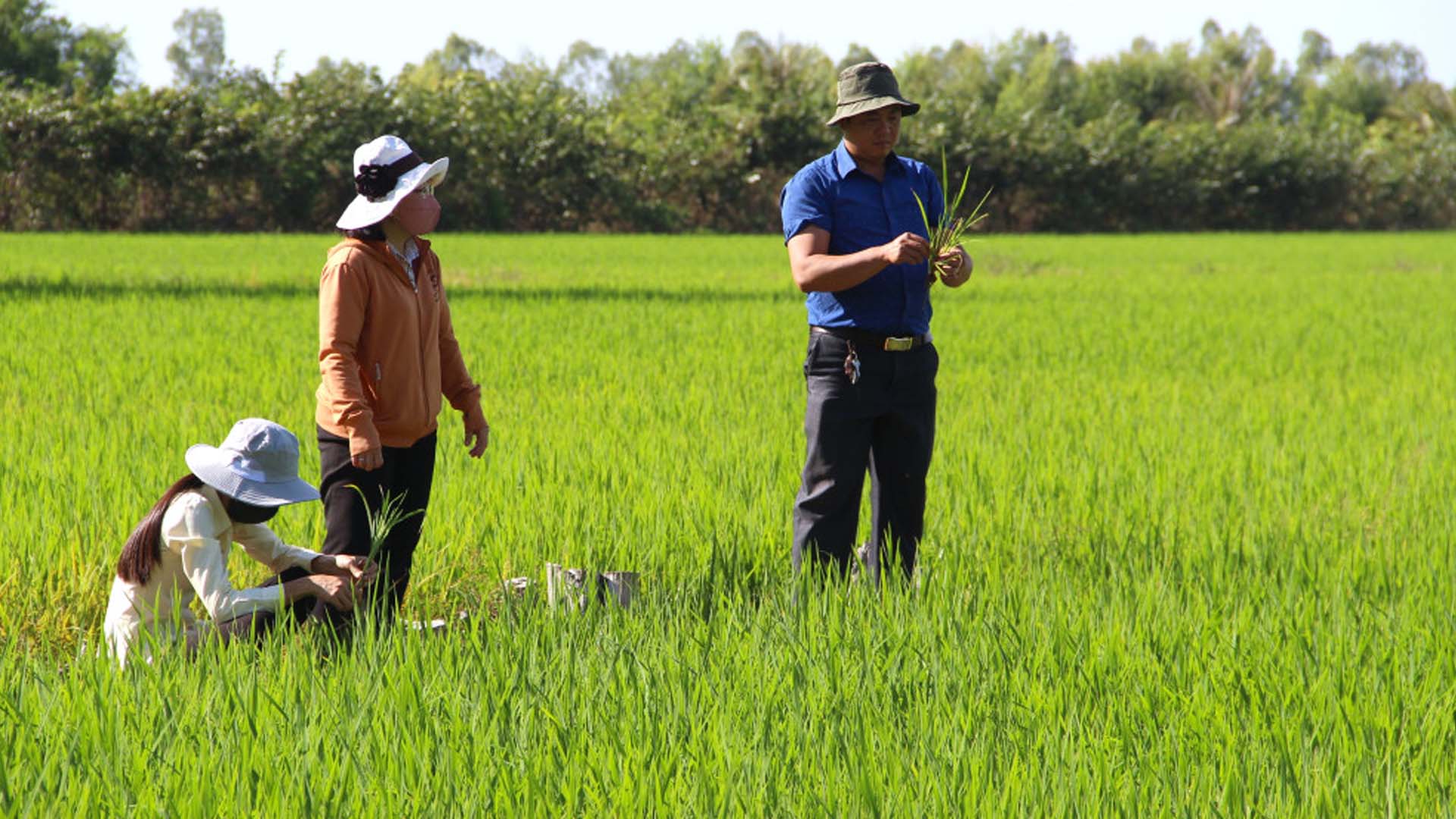 Long An: Nông dân tập trung chăm sóc lúa Hè Thu 2024