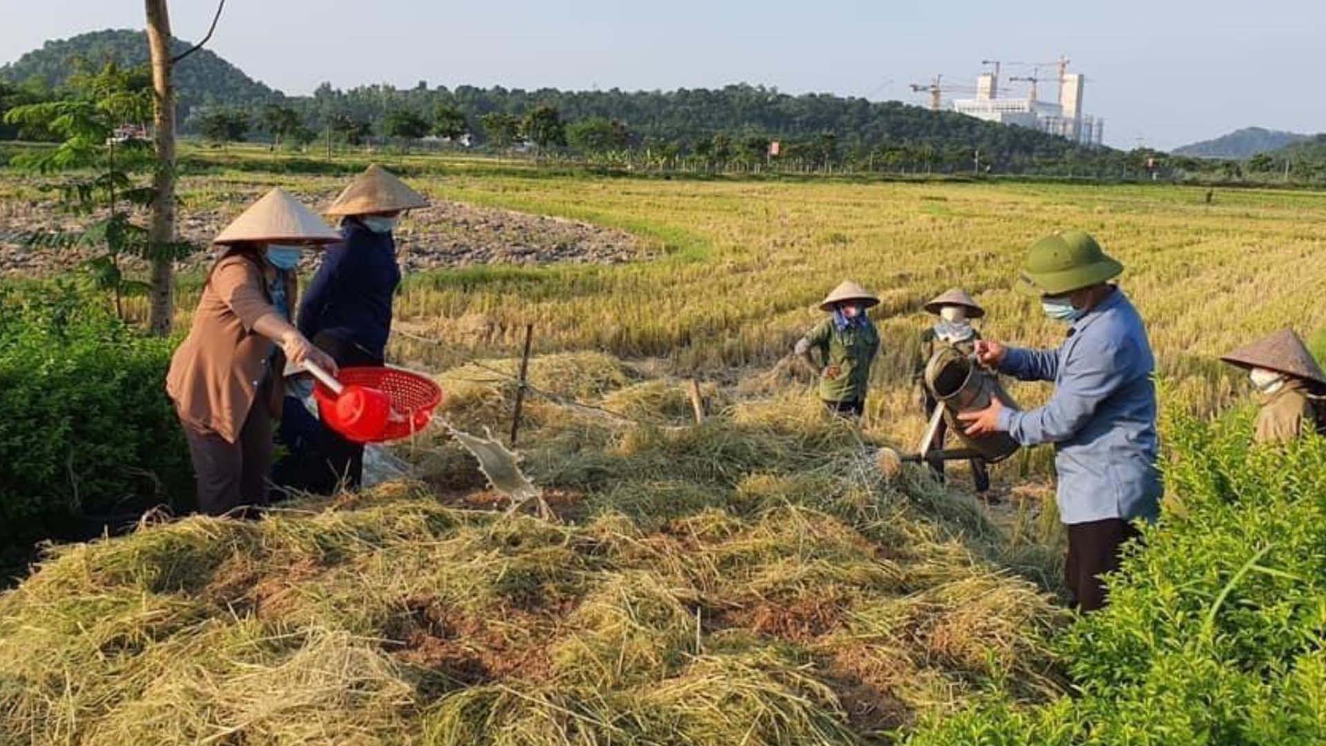 Bắc Giang: Kỹ thuật xử lý rơm rạ sau thu hoạch lúa Xuân