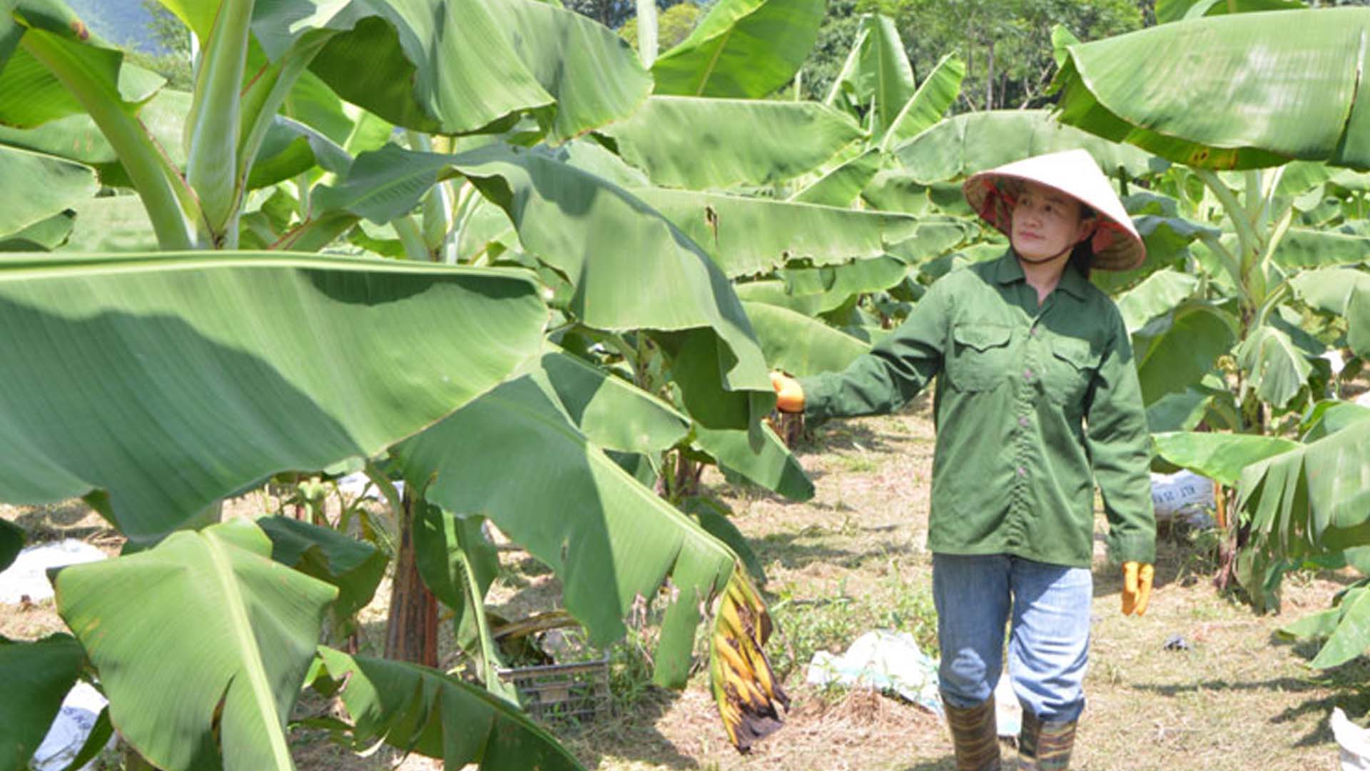 Thái Nguyên: Đại Từ phát triển cây ăn quả theo hướng bền vững