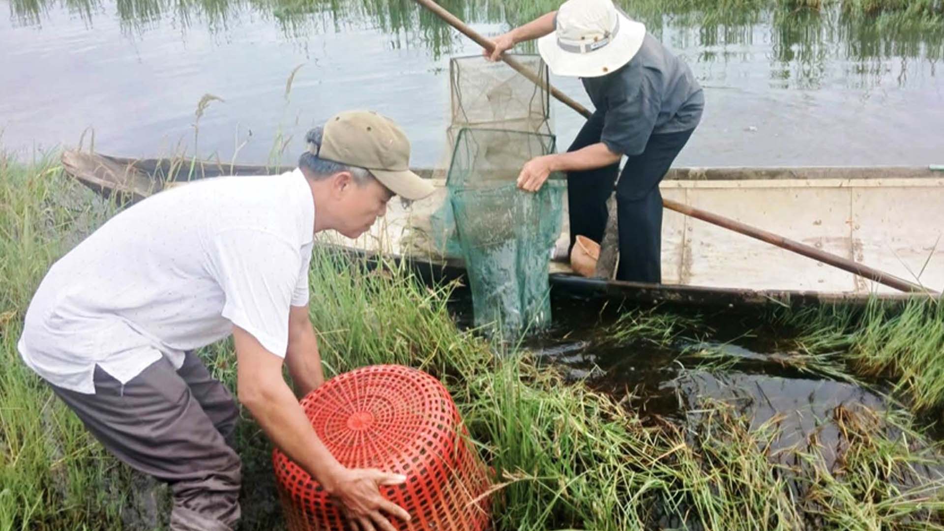 Thừa Thiên Huế: Nuôi tôm trên ruộng lúa nhiễm mặn