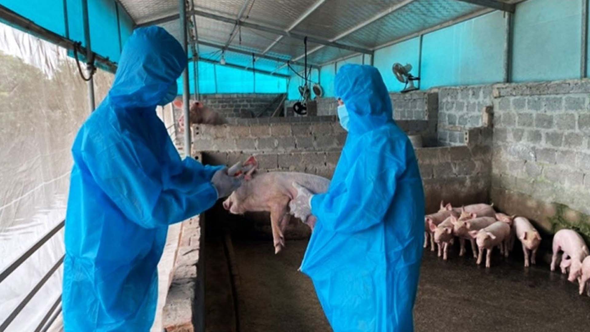 Bến Tre: Thực hiện nghiêm các biện pháp phòng, chống bệnh dịch tả lợn châu Phi