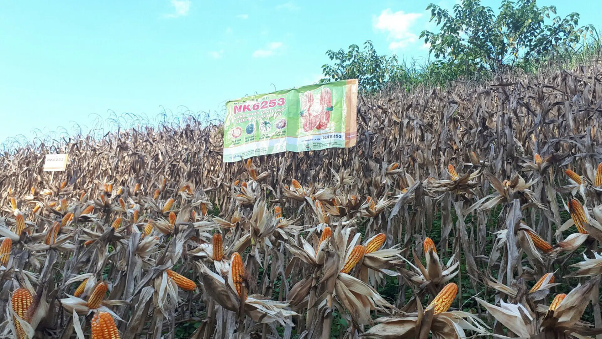 Sản phẩm ngô lai NK6253 được trồng tại Sơn La.