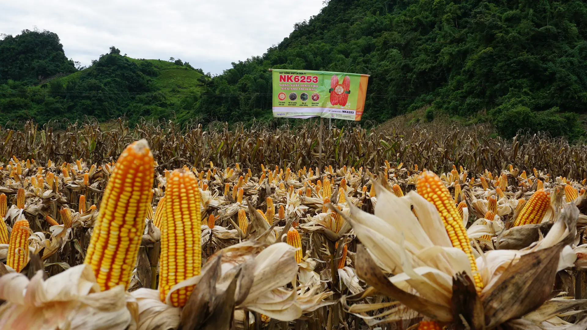 Sản phẩm ngô lai NK6253 được trồng tại Sơn La.