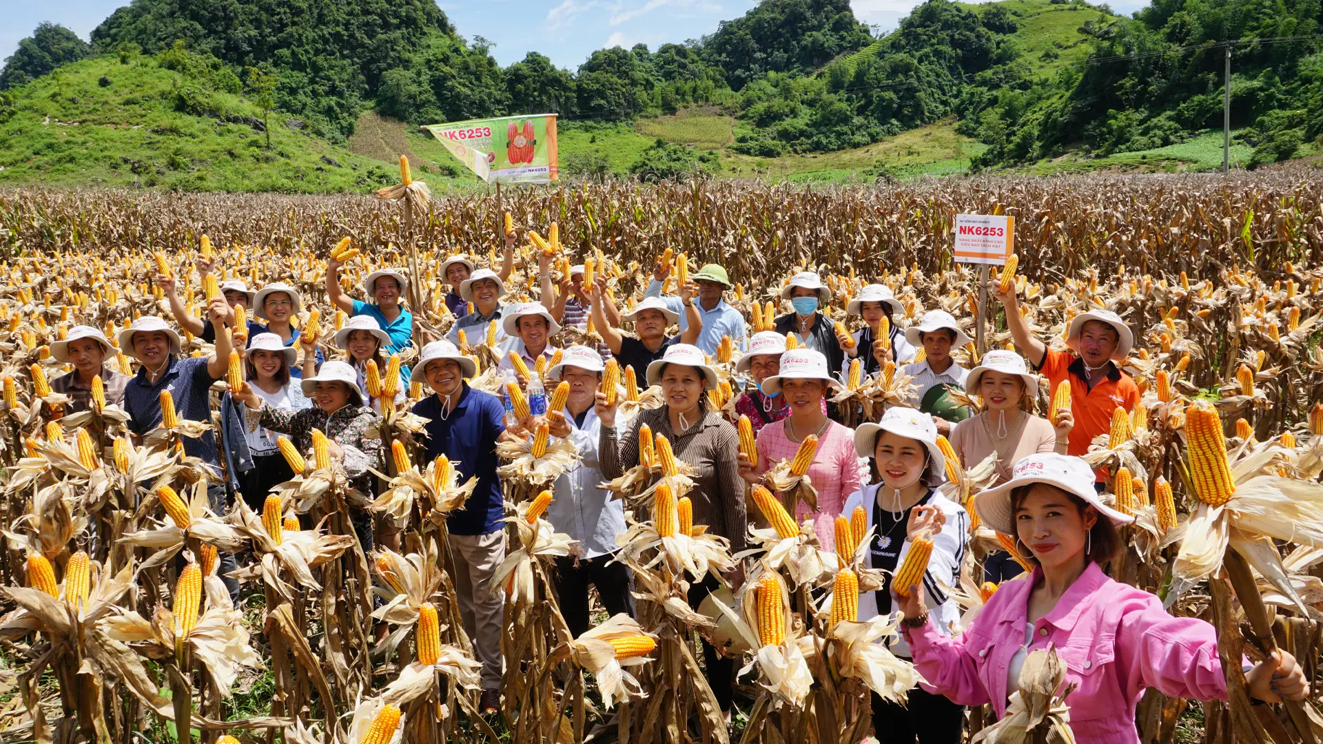 Sản phẩm ngô lai NK6253 được trồng tại Sơn La.