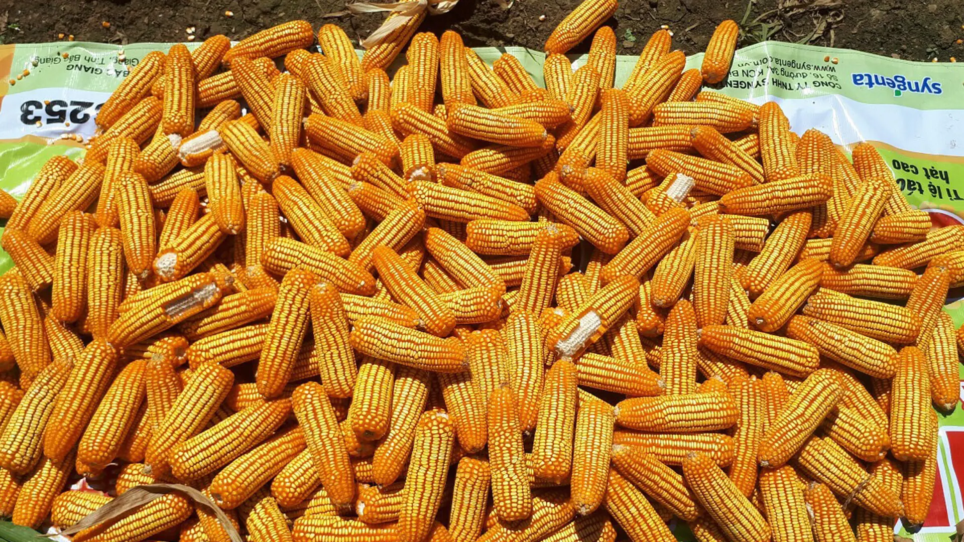 Sản phẩm ngô lai NK6253 được trồng tại Sơn La.