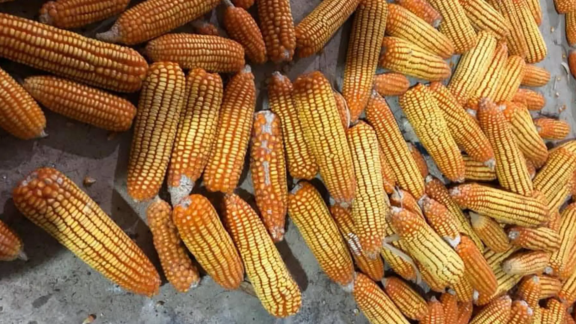 Sản phẩm ngô bảo quản tại kho.