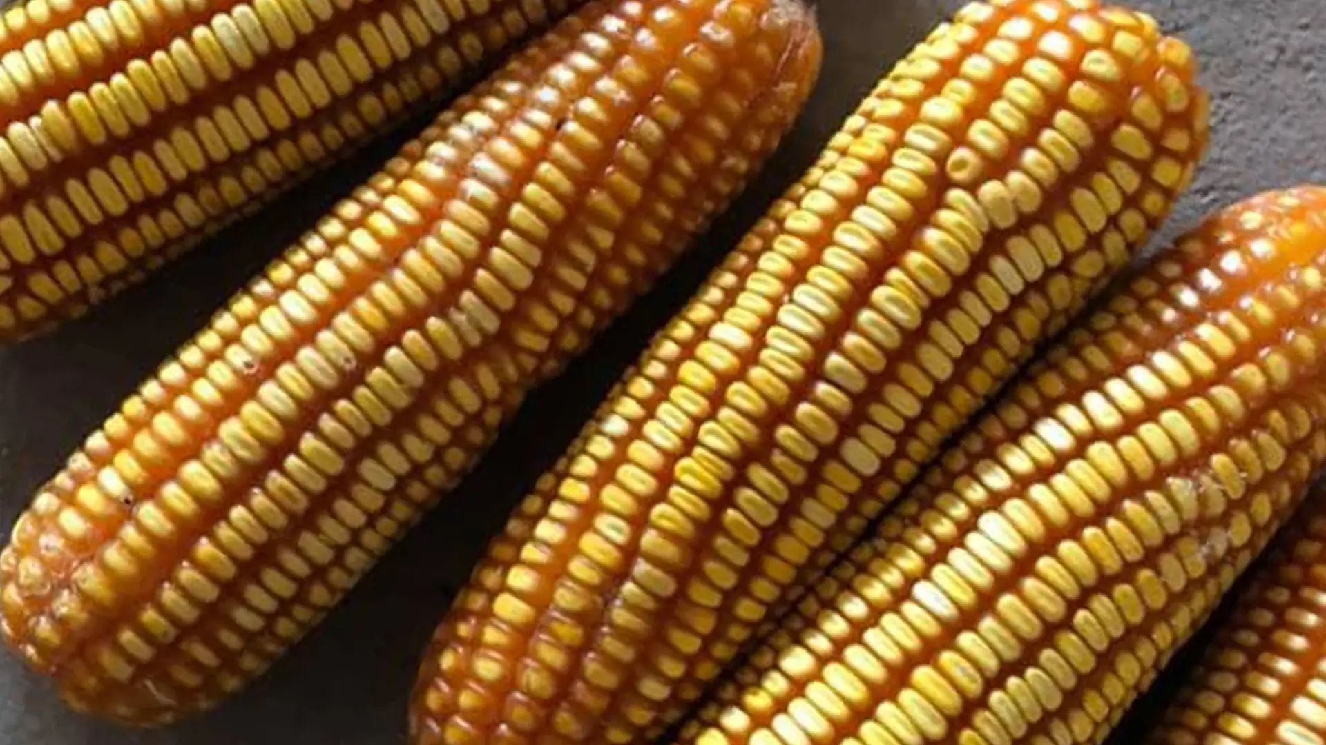 Sản phẩm ngô bảo quản tại kho.