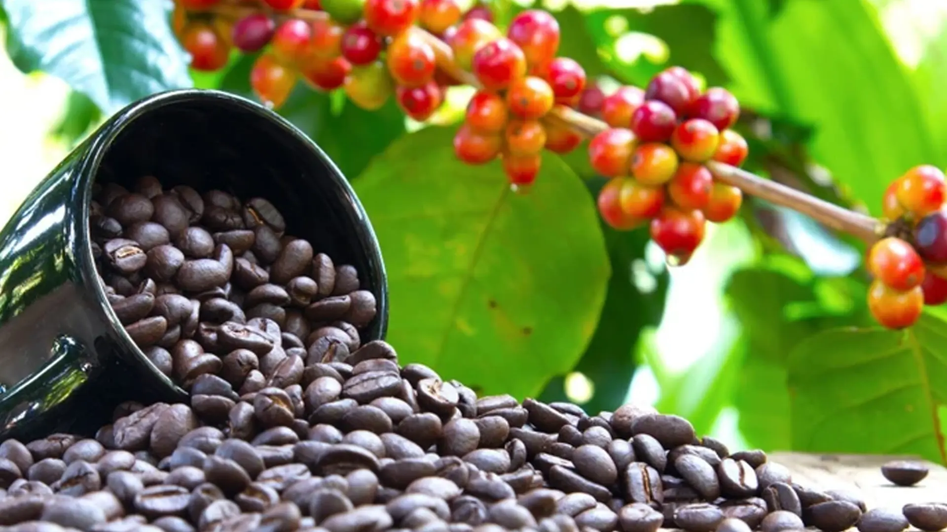 Cà phê được sản xuất tại Việt Nam.