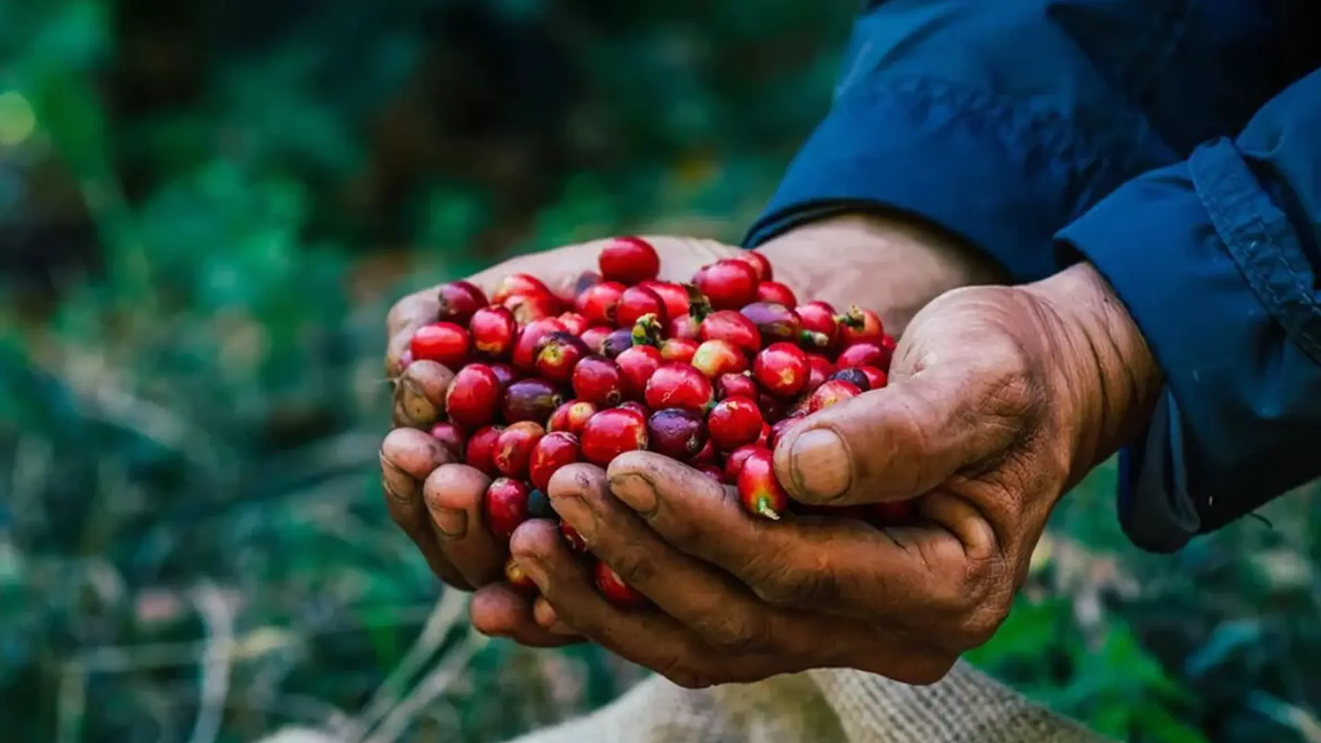 Cà phê được sản xuất tại Việt Nam.