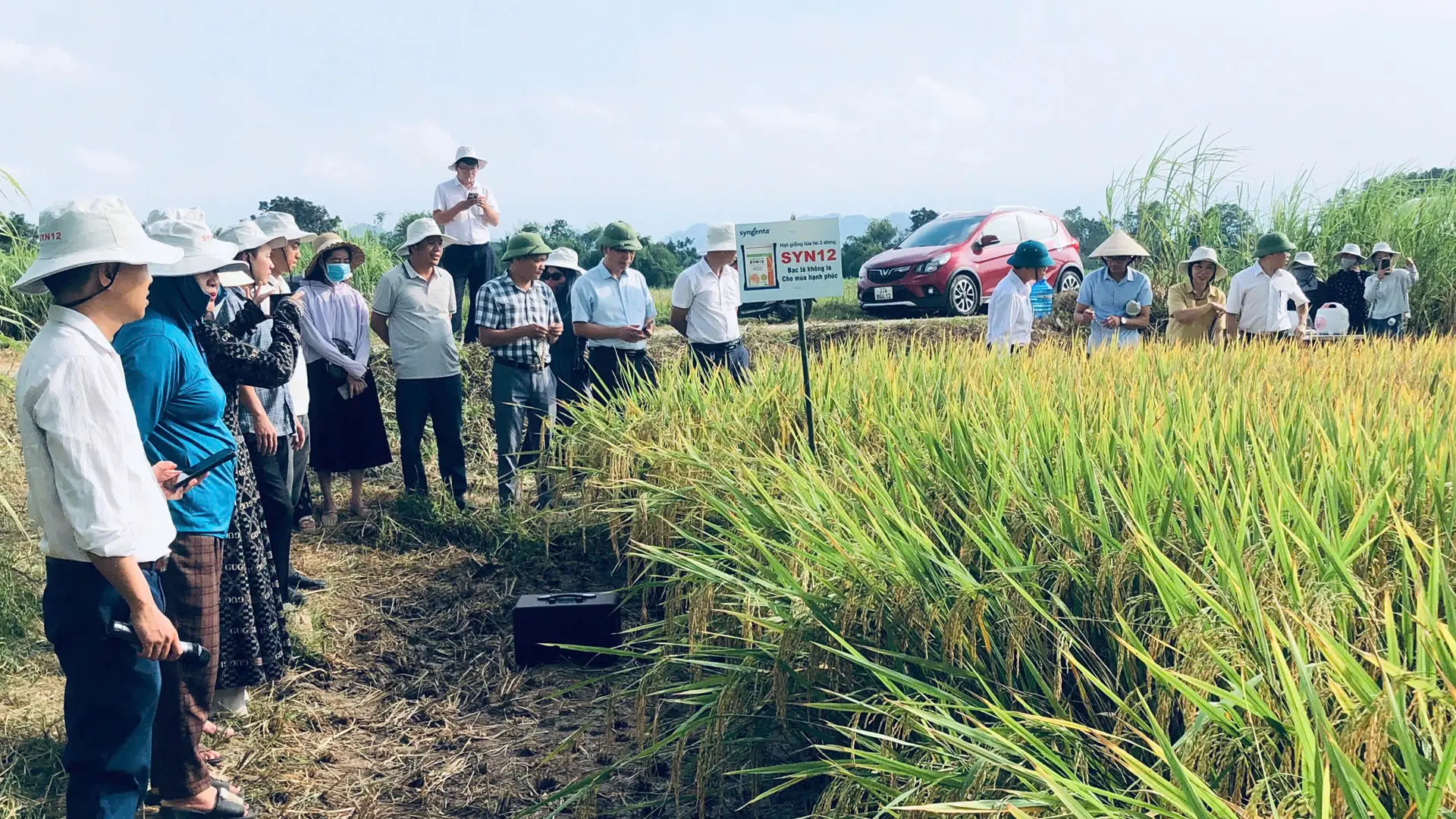 Cơ quan chức năng, đại lý và bà con nông dân đánh giá SYN12 trên đồng ruộng.