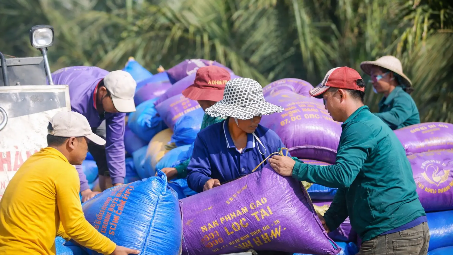 Lúa được sản xuất tại Việt Nam.