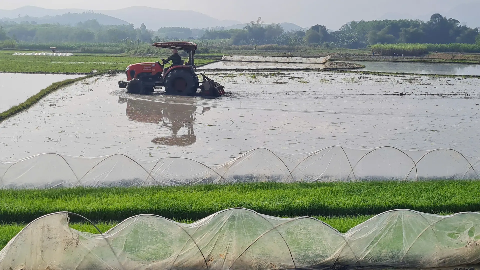 Bà con nông dân cần chủ động chống rét cho cây lúa vụ xuân 2026.