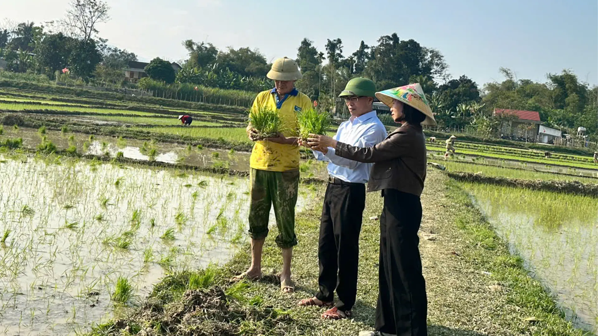 Lãnh đạo Ủy ban nhân dân xã Quỳ Hợp (Nghệ An) kiểm tra đồng ruộng.