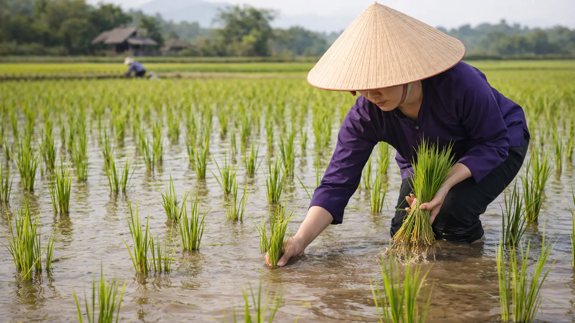 Người nông dân cấy lúa.