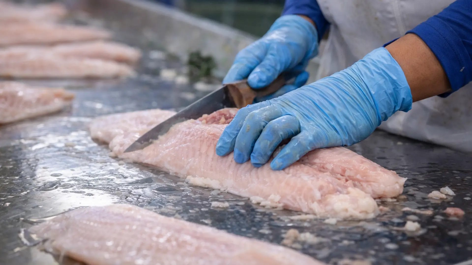 Sản phẩm đạt chuẩn xuất khẩu không chỉ phụ thuộc vào nhà máy mà bắt đầu từ khâu nuôi.