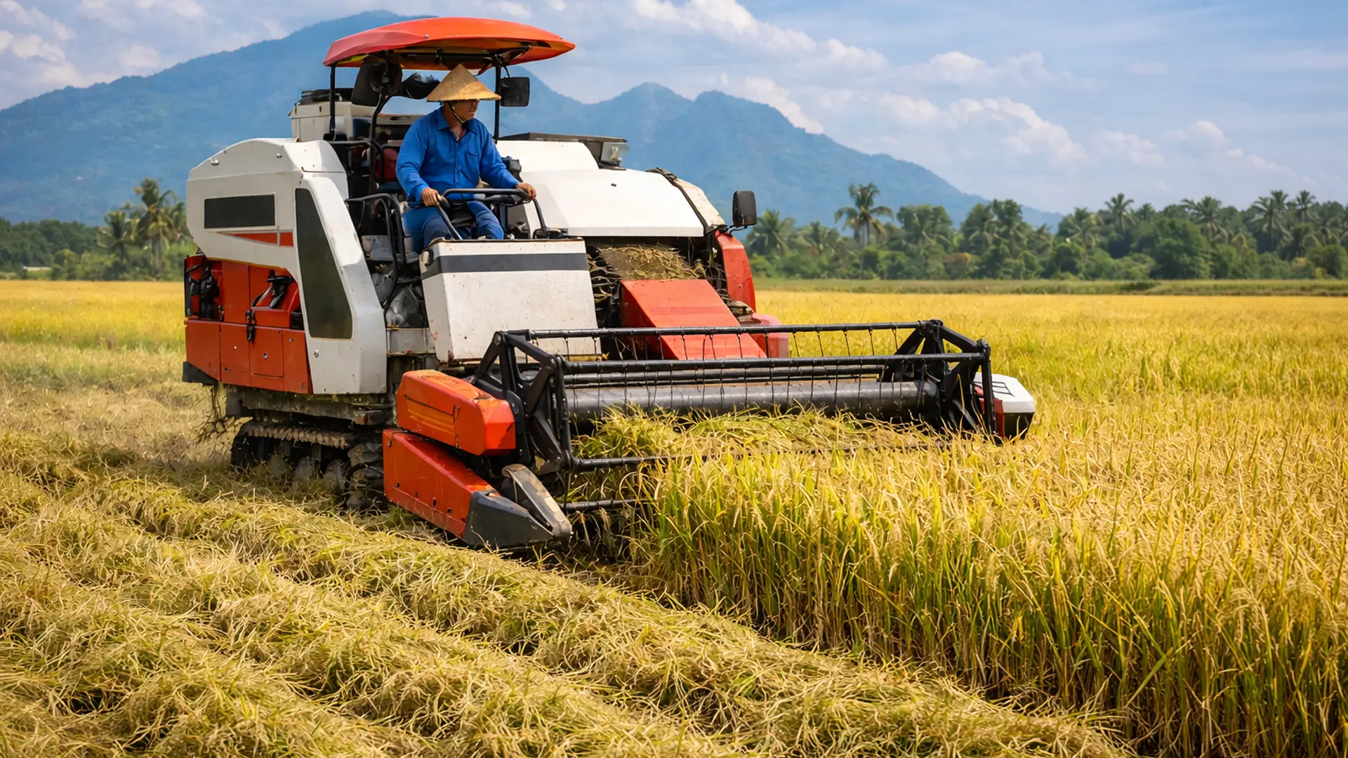 Trên những cánh đồng lúa chín vàng, hình ảnh máy gặt đập liên hợp di chuyển thành từng đường thẳng đều đặn đã trở nên quen thuộc.