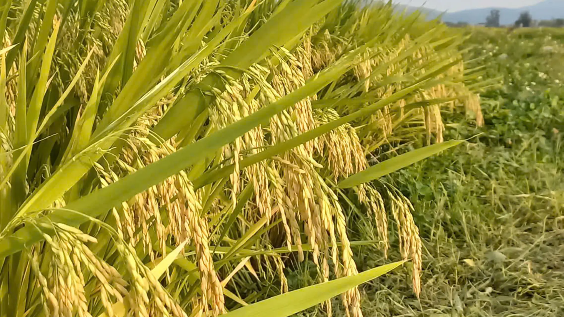 Giống lúa lai 3 dòng SYN8.