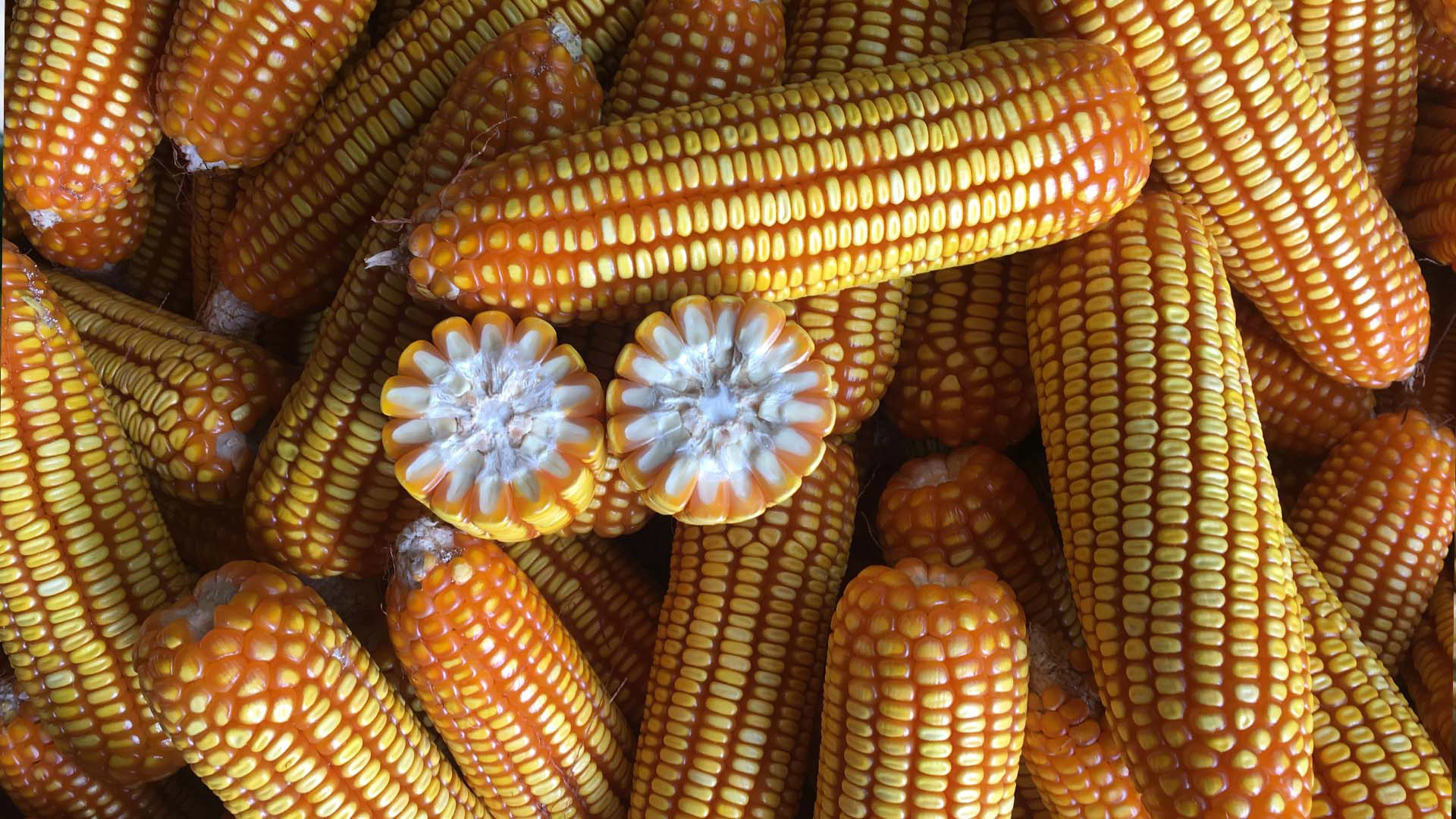 Giống ngô lai đơn NK6253.