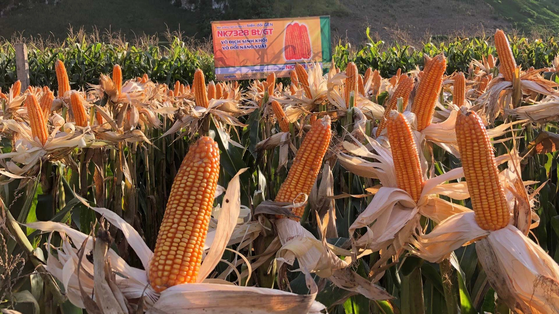 Giống ngô biến đổi gen NK7328Bt/GT.