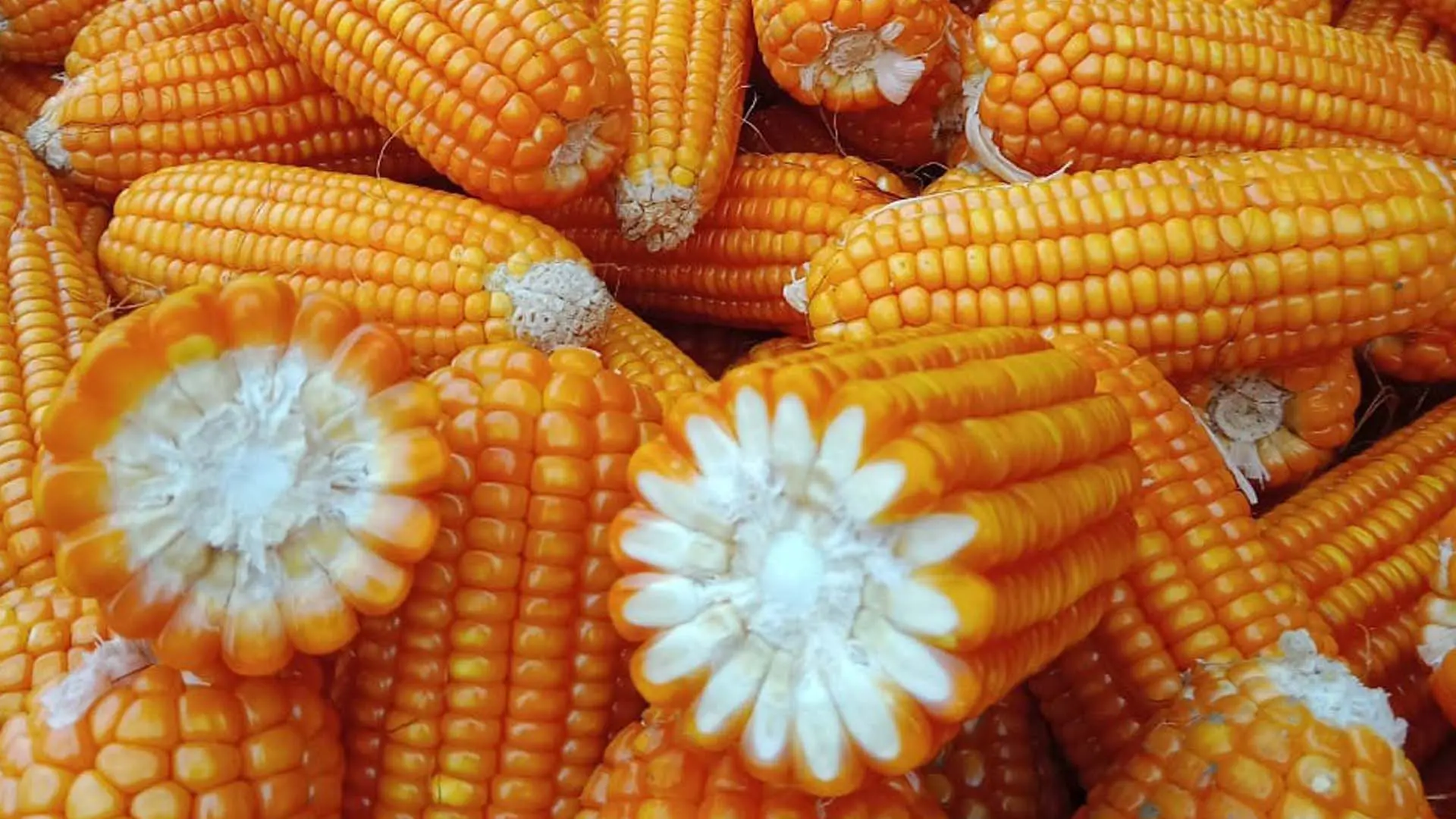 Giống ngô lai đơn TQ519.