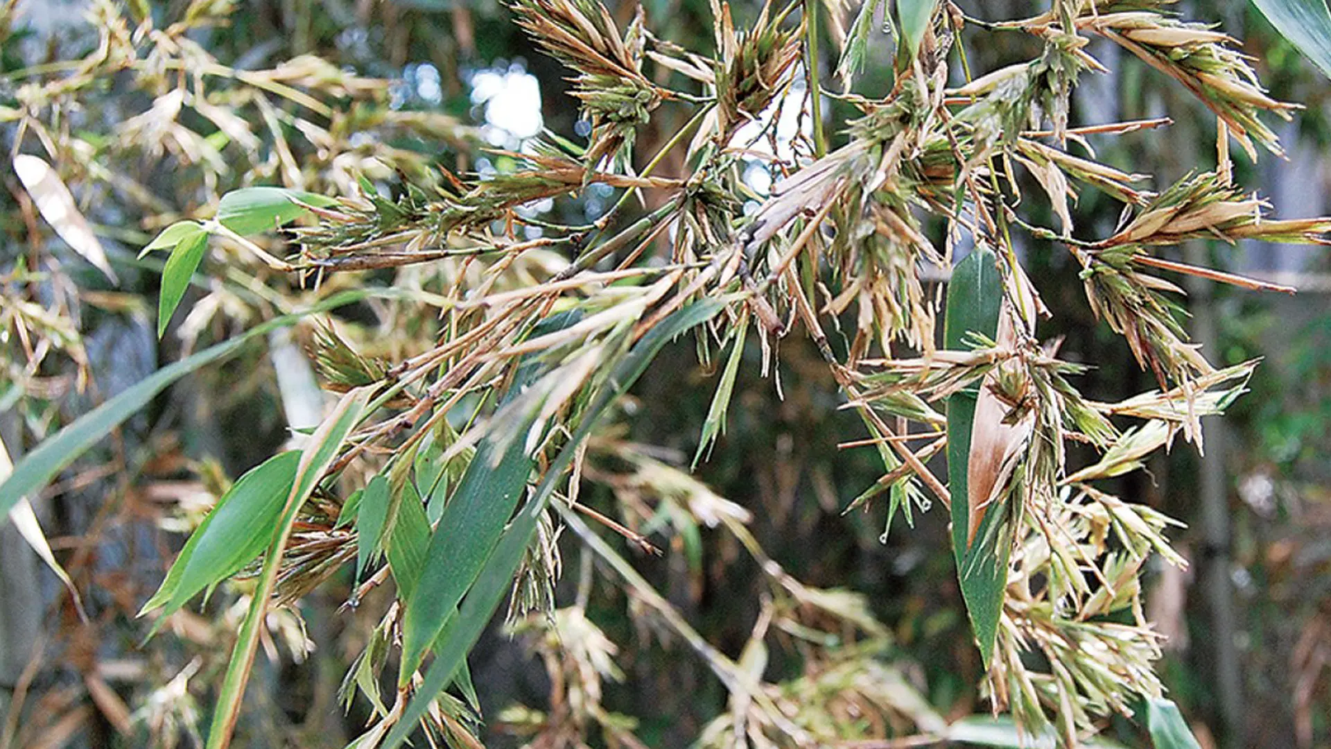 Hiện tượng cây tre ra hoa.