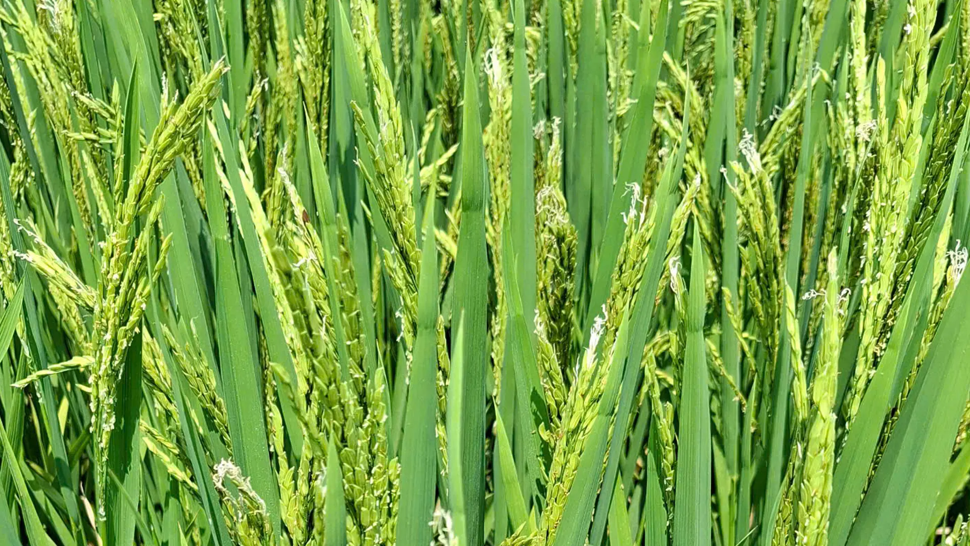 Hiện tượng bạc đầu bông trên cây lúa sau khi trỗ.