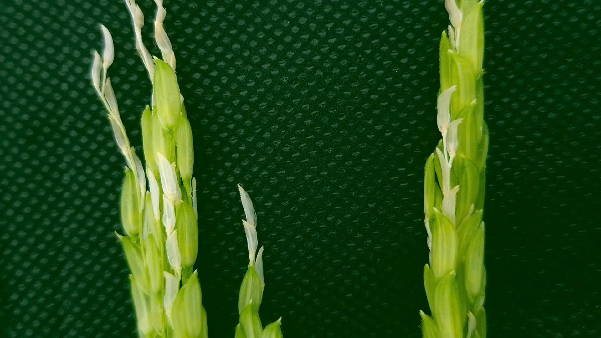 Hiện tượng bạc đầu bông có thể quan sát được ngay khi thời kỳ cây lúa làm đòng.