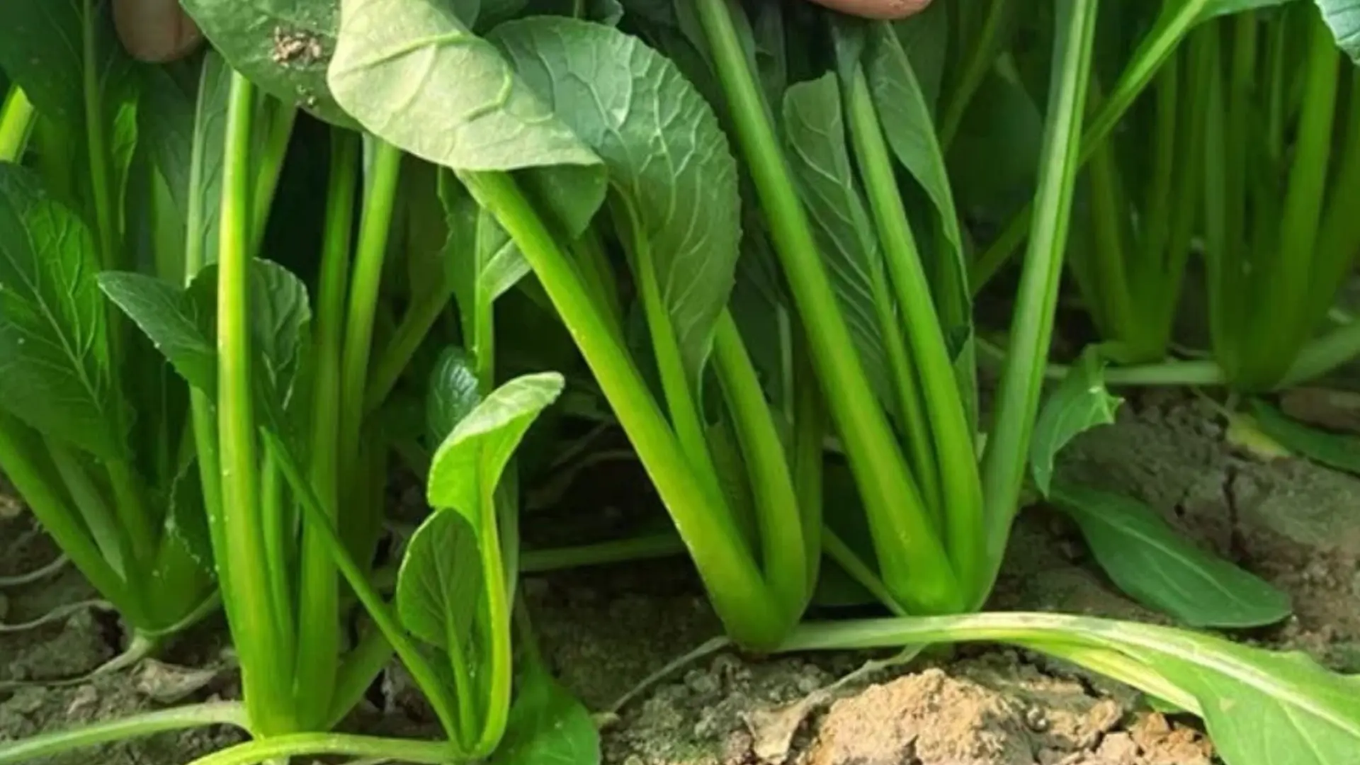 Rau cải ngọt chịu nhiệt giai đoạn thu hoạch.